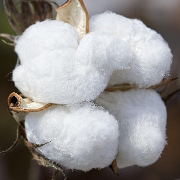 Cotton