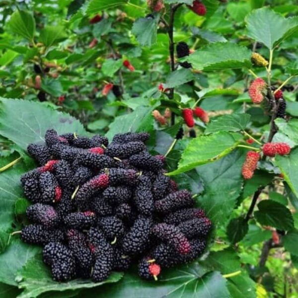 Mulberry