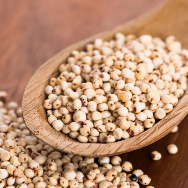 Sorghum